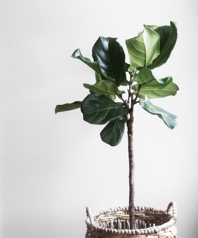 plant